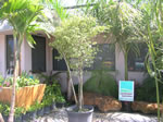 variegated ficus benjamina